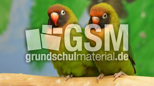 Unzertrennliche (11).jpg